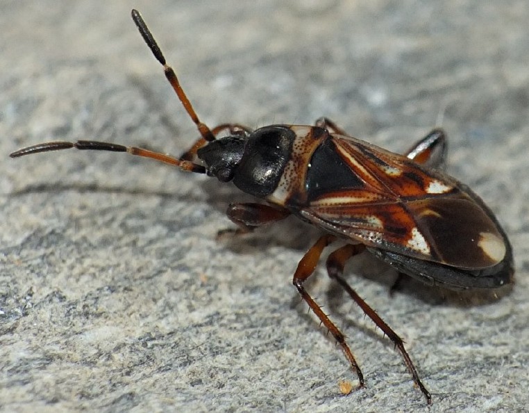 raglius_alboacuminatus.jpg