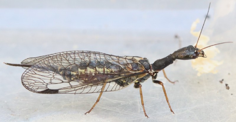 raphidia_notata_femelle.jpg