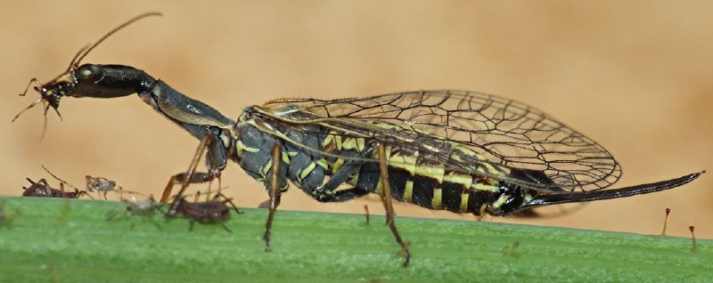 raphidia_ophiopsis_femelle.jpg