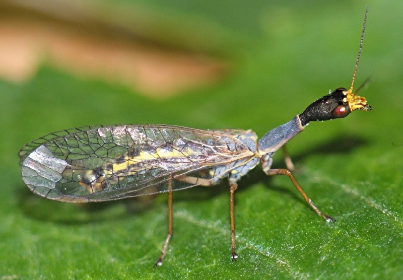 raphidia_xanthostigma_male.jpg