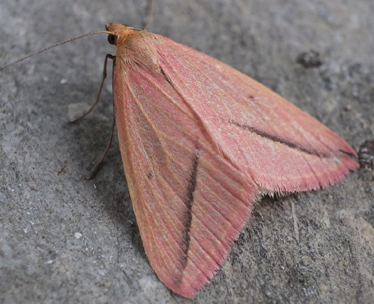 rhodometra_sacraria_femelle.jpg