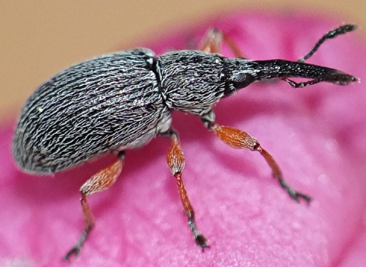 rhopalapion_longirostre_1.jpg