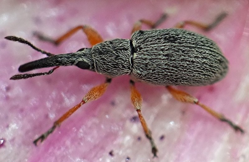 rhopalapion_longirostre_2.jpg