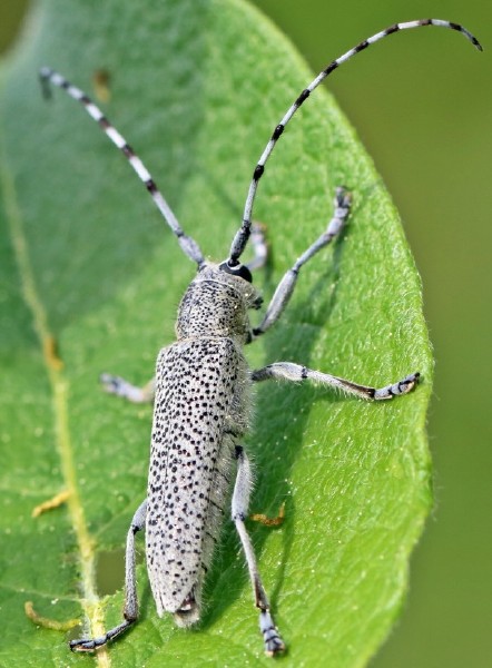 saperda_similis.jpg