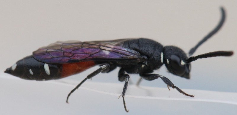 sapyga_quinquepunctata.jpg