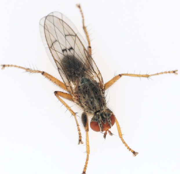 scathophaga_furcata_1.jpg