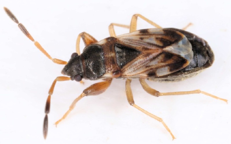 scolopostethus_affinis_brachyptere.jpg