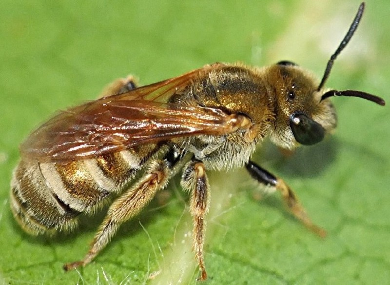 seladonia_subaurata_femelle_1.jpg