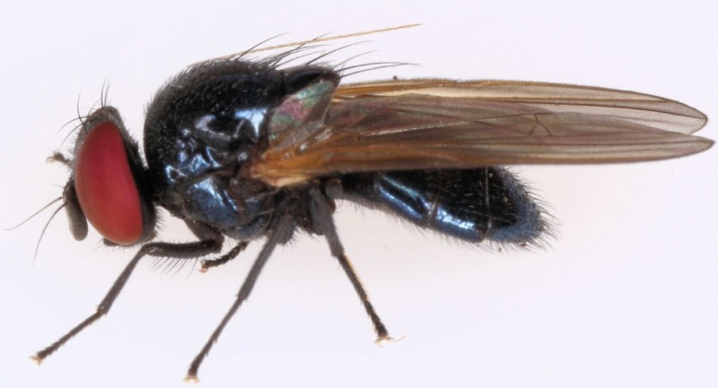 setisquamalonchaea_fumosa.jpg
