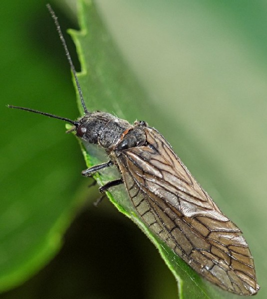 sialis_lutaria.jpg