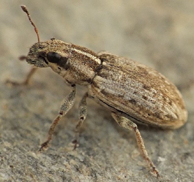 sitona_humeralis.jpg