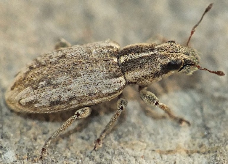 sitona_humeralis_1.jpg