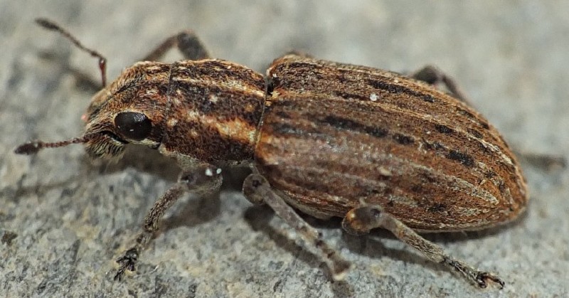 sitona_lineatus.jpg