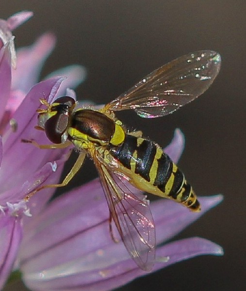 sphaerophoria_scripta_femelle.jpg