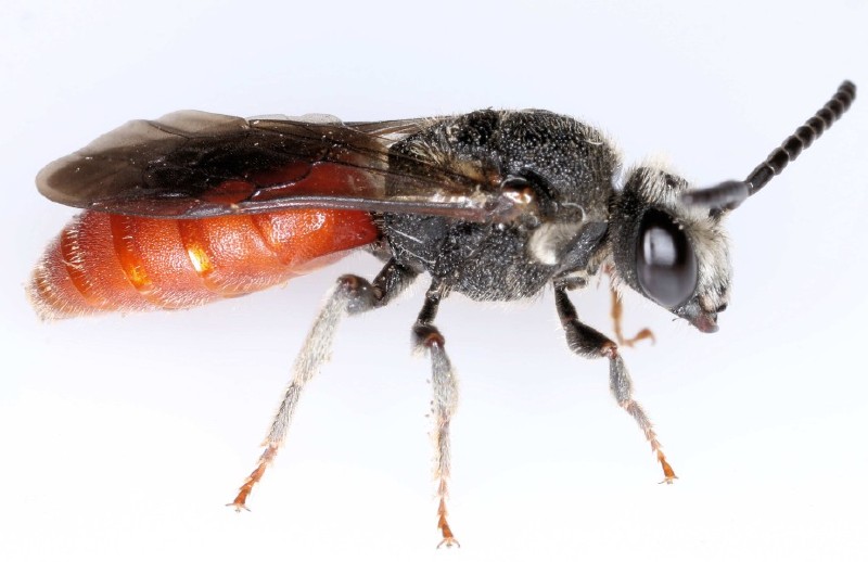 sphecodes_albilabris_male.jpg