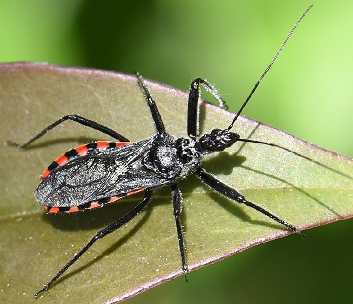 sphedanolestes_sanguineus.jpg