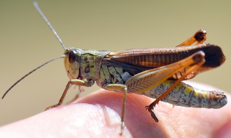 stauroderus_scalaris_male.jpg