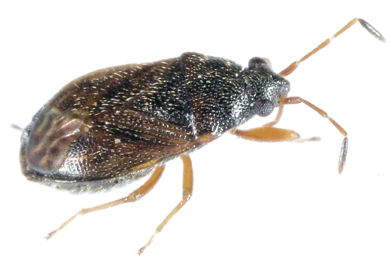 stygnocoris_sabulosus.jpg