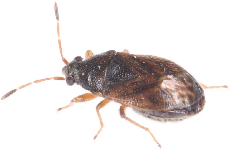 stygnocoris_sabulosus_1.jpg