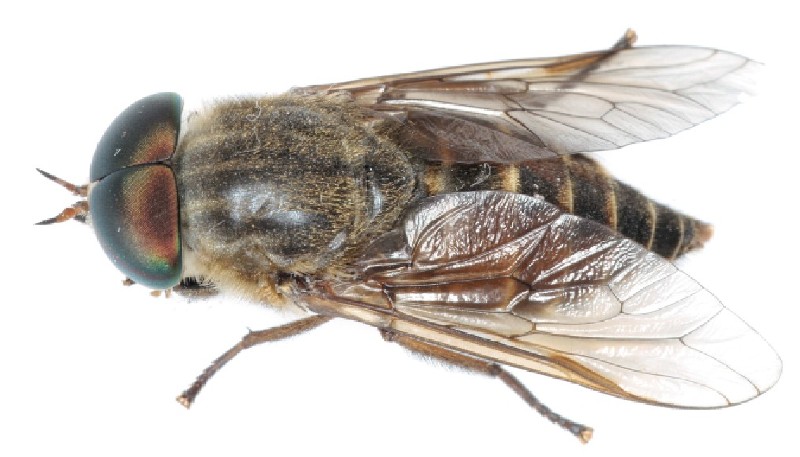 tabanus_tergestinus_male.jpg