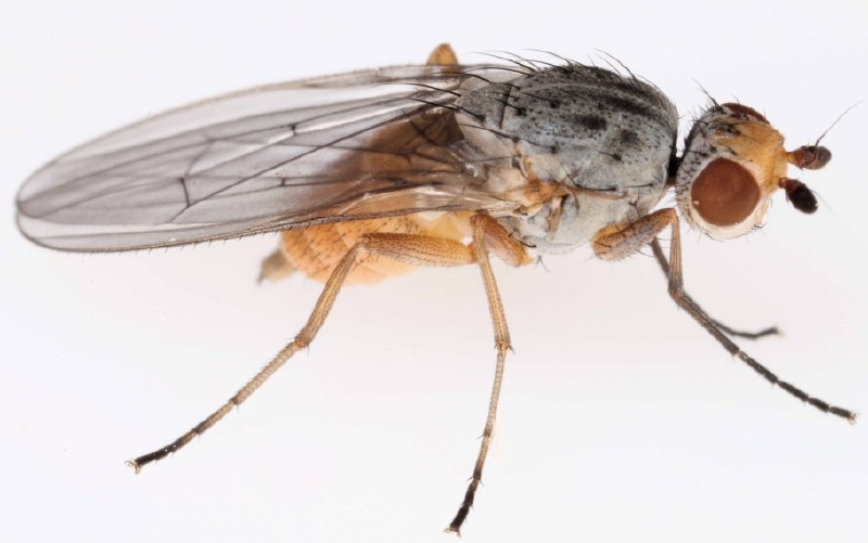 tephrochlamys_rufiventris.jpg