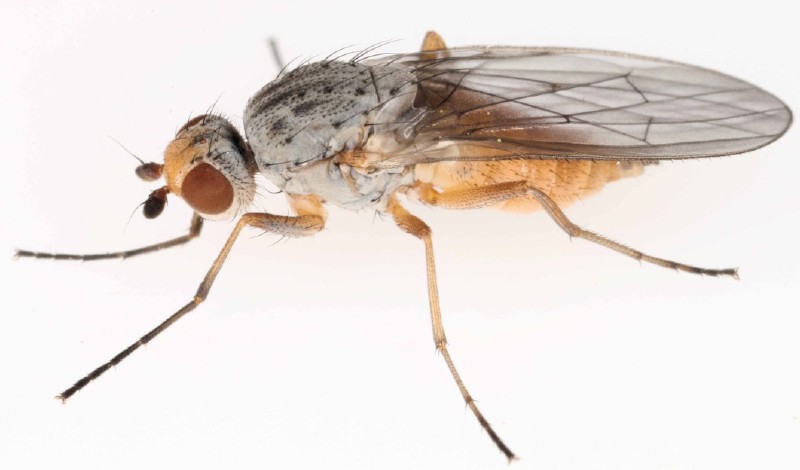 tephrochlamys_rufiventris_1.jpg
