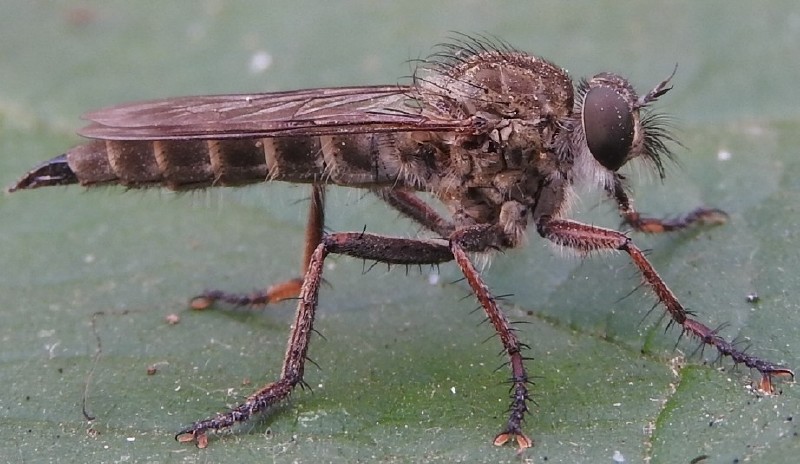 tolmerus_cingulatus_femelle.jpg