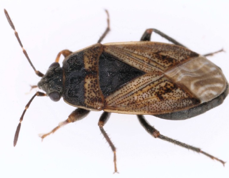trapezonotus_arenarius.jpg