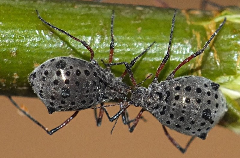 tuberolachnus_salignus_femelles_apteres.jpg