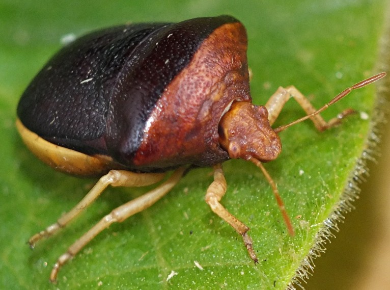 ventocoris_rustica.jpg