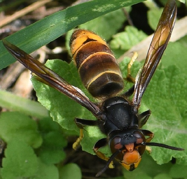 vespa_velutina.jpg
