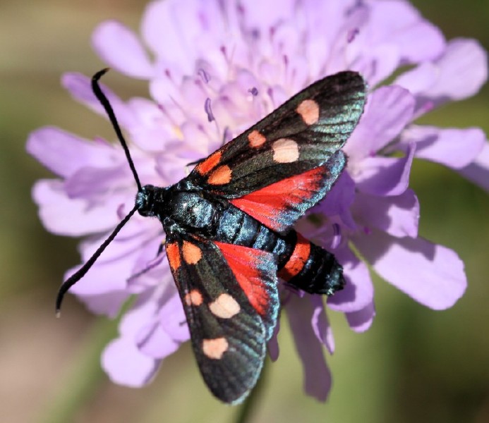 zygaena_ephialtes_peucedanoides.jpg
