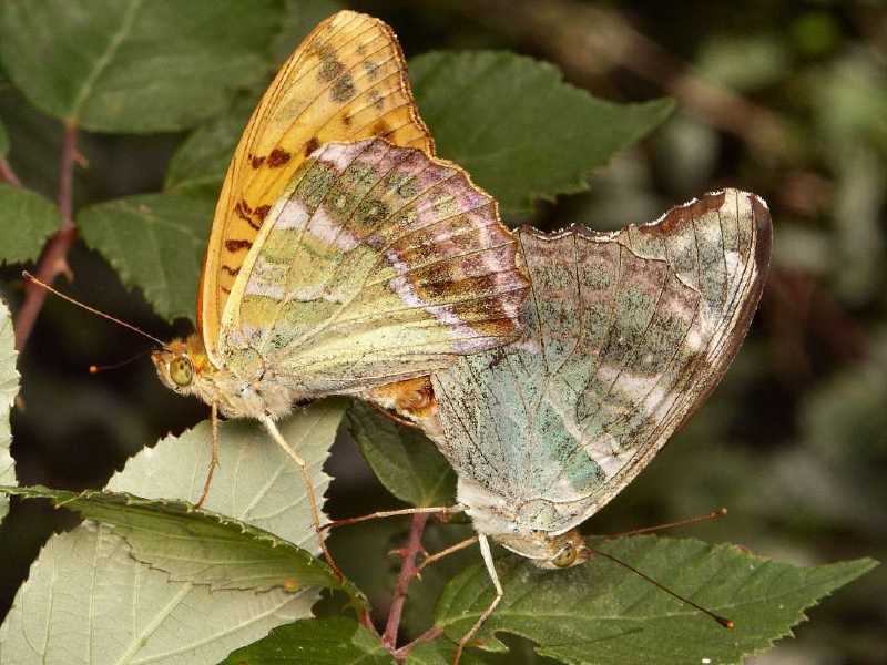acc_argynnis_paphia.jpg