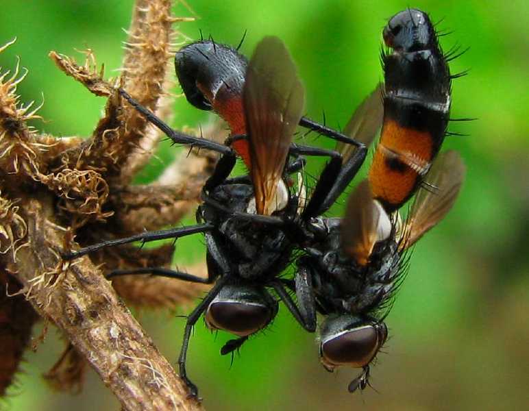 acc_cylindromyia_intermedia.jpg