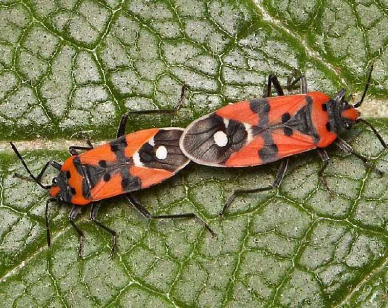 acc_lygaeus_equestris.jpg