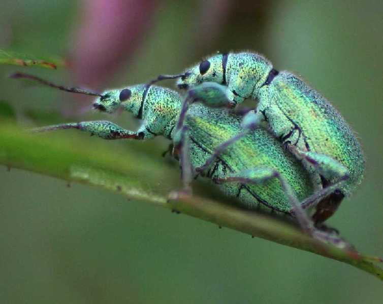 acc_phyllobius_betulinus.jpg