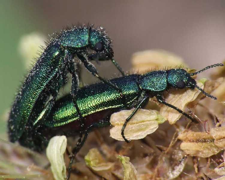 acc_psilothrix_viridicoerulens.jpg