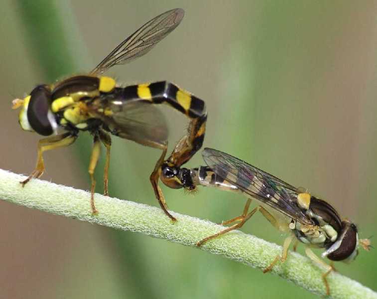 acc_sphaerophoria_scripta.jpg