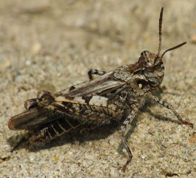 acrotylus_insubricus.jpg