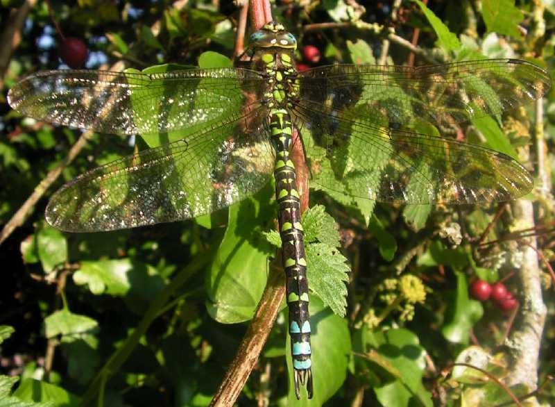 aeschna_cyanea_male.jpg
