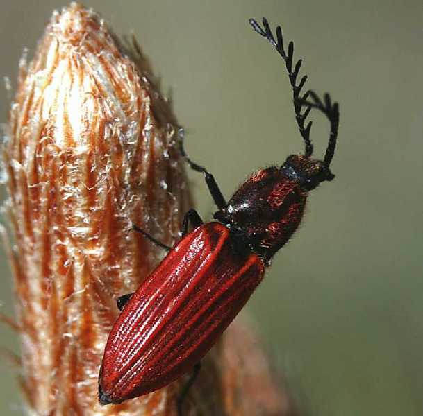 anostirus_purpureus_m.jpg