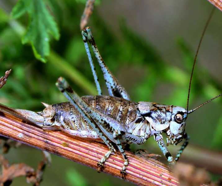 antaxius_pedestris_femelle.jpg