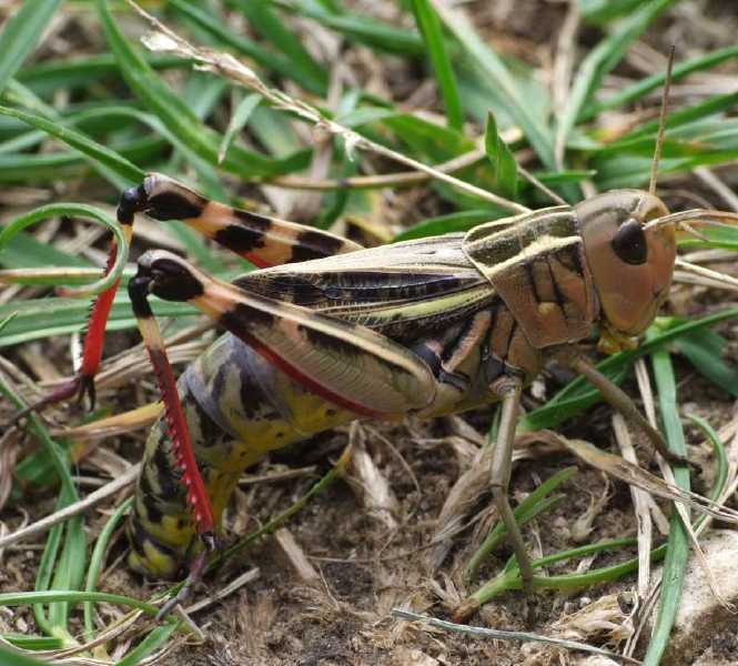arcyptera_fusca_ponte.jpg