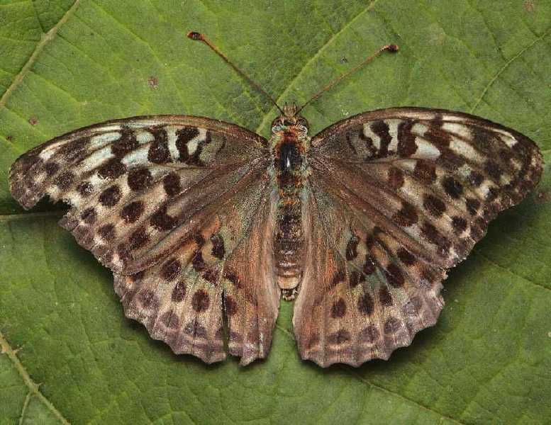 argynnis_paphia_f_valesina.jpg