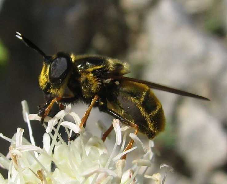 callicera_aurata.jpg