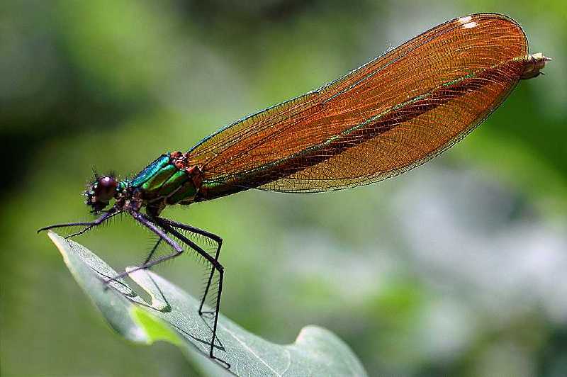 calopteryx_virgo_femelle.jpg