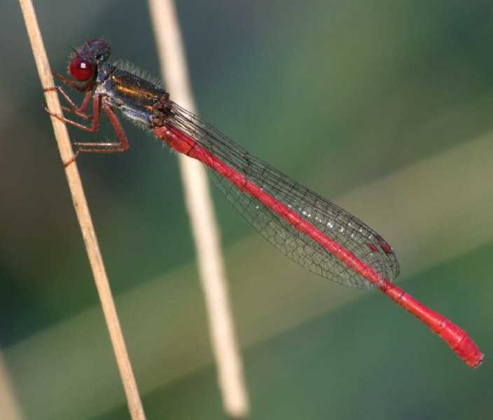 ceriagrion_tenellum_m.jpg