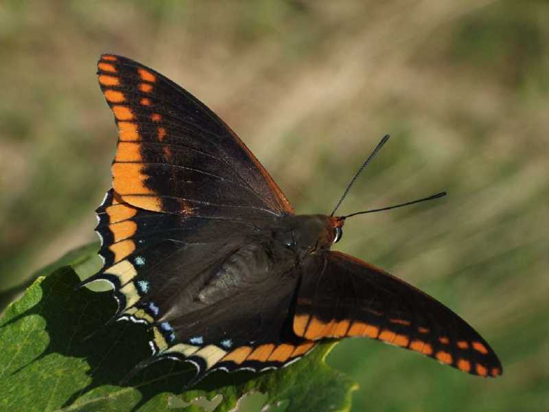 charaxes_jasius.jpg