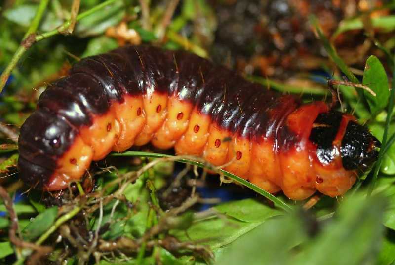 chenille_cossus_cossus.jpg