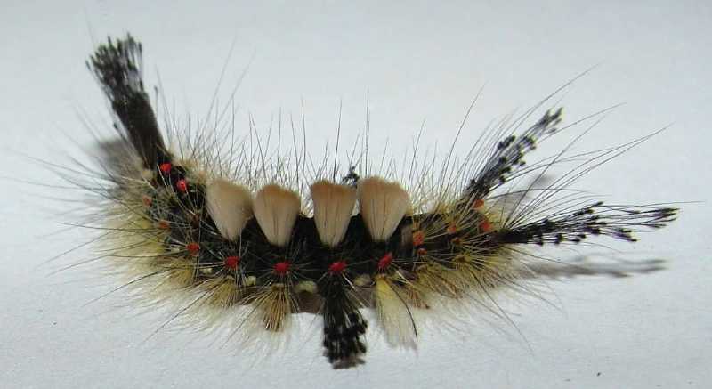 chenille_orgya_antiqua_male.jpg